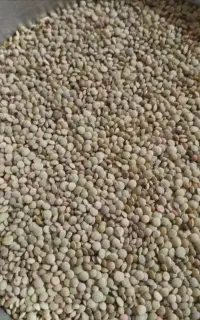 فروش عدس