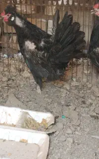 مرغ