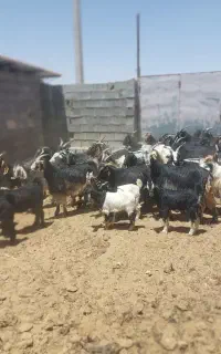 فروشی
