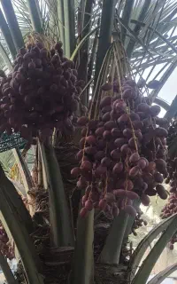 خرما خنزی