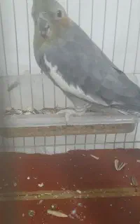 عروس هلندی ماده