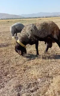 قوچ قزل افشار