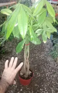 گل و گیاه و بنسای
