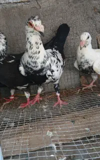 جفت عطیقه