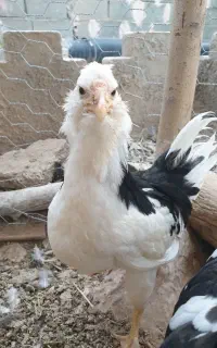 نیمچه مرغ و خروس گلین زیرمرغی۲ونیم ماهه فول