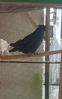 کبوتر رفتنی نر
