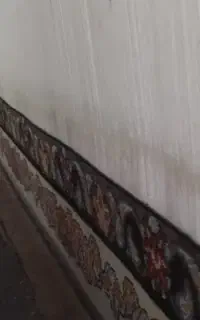 نیازمند چند نفر قالی باف ماهر و نیمه ماهر