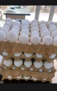تخم مرغ بیات