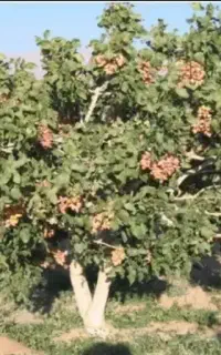 پیوند درخت پسته