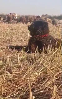 واگزاری جفت نر قدرجونی