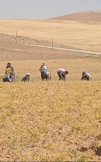 به تعداد کارگر برای دسکنه نوک و غیره نیازمندن