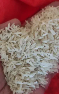 برنج فجر سوزنی گرگان