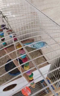 بهترین جوجه با قیمت مناسب