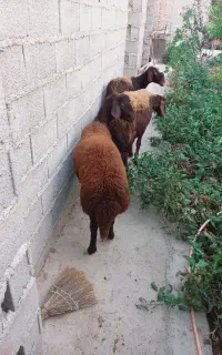گوسفندقزل افشار