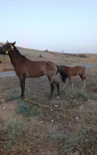 مادیان