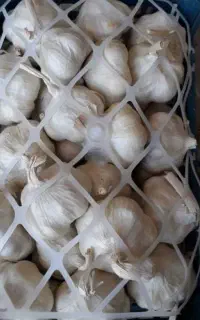 سیر درشت و تازه