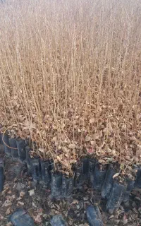 نهال بنه بادام کوهی
