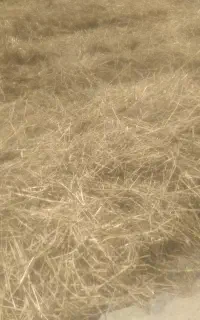 کاه وسامان
