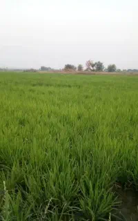 کود ارگانیک محرک رشد زراعت و کشاورزی(کانادا)