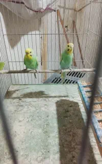 فروش 3جفت مرغ  رنبو