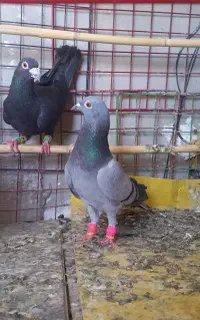 کبوتر پرشی