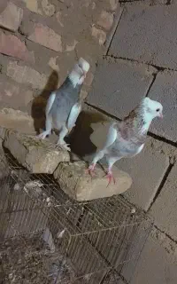یک جفت طوقی هفت رنگ