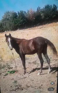 کره اسب یک ساله  نژاد کورد