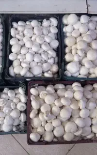 پرورش قارچ توی خونه/با کم ترین امکانات