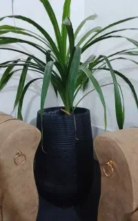 گل و گیاه