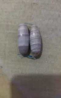 مهره.