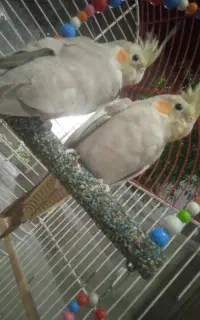 یک جفت عروس هلندی