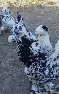 تخم مرغ سلطان