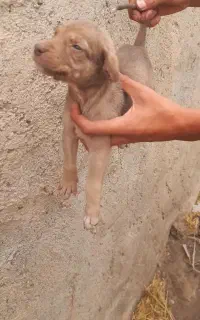 توله سرابی
