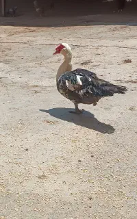 اردک اسراییلی