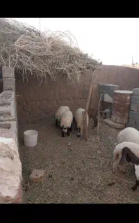 بره نر