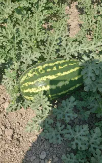 هندونه‌بیضی‌پرو‌‌درجه‌یک