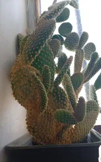 گل طبیعی