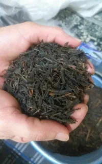 چای ایرانی از کارخانه بزرگ فومنات گیلان