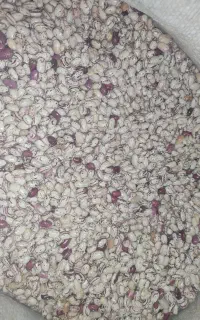 لوبیا چیتی ارگانیک(بدون استفاده از هر گونه سم)