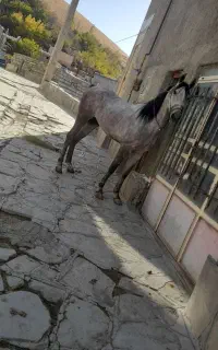 نریان کرد