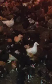 جوجه مرغ و خروس محلی