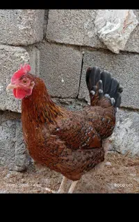 مرغ و خروس .