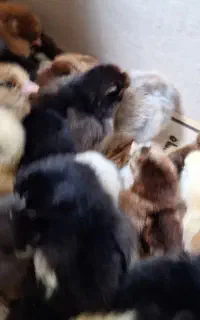 جوجه