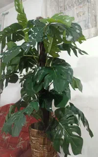 گل و گلدان زیبا وبلند.توافقی