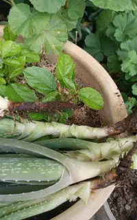 قلمه و گل‌های قیمت پایین  از ۱۰۰ شروع میشود