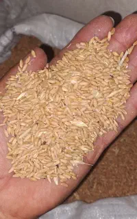 گندم