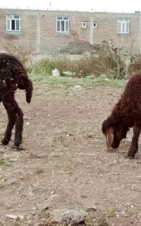 بره ماده