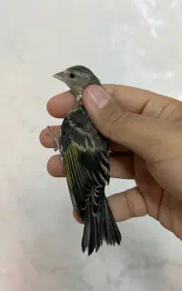 جوجه سهره قناری