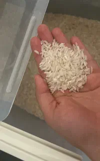 برنج