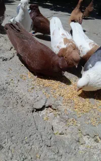 نرو ماده سرخ صاف